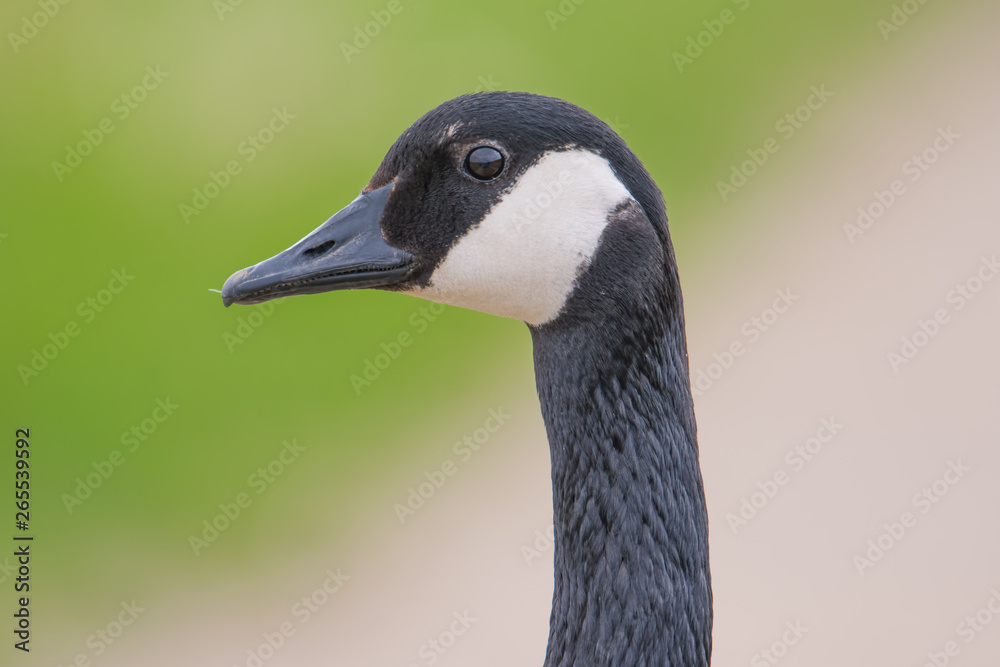 Closeup detailed portrait of a Canada goose with a colorful green and tan background / bokeh - taken at the Minnesota Valley National Wildlife Refuge Closeup detailed portrait of a Canada goose with a colorful green and tan background / bokeh - taken at the Minnesota Valley National Wildlife Refuge
