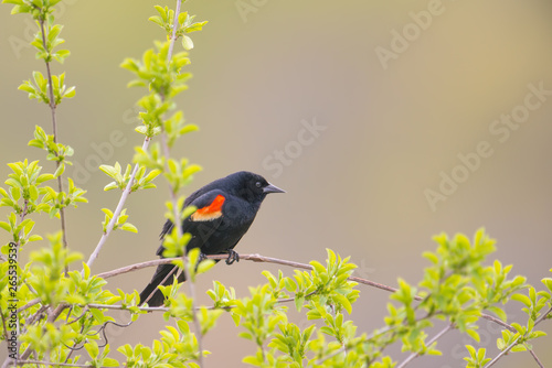 Red-winged blackbird closeup portrait - perched in the Minnesota Valley Wildlife Refuge
