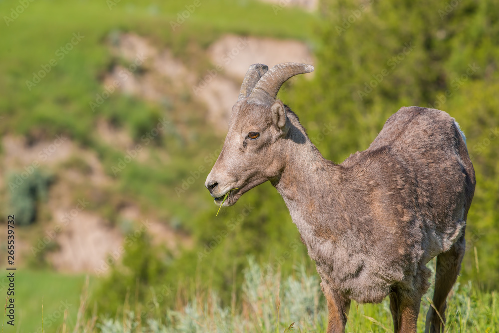 Closeup portrait of bighorn sheep in a hilly area of the Badlands National Park