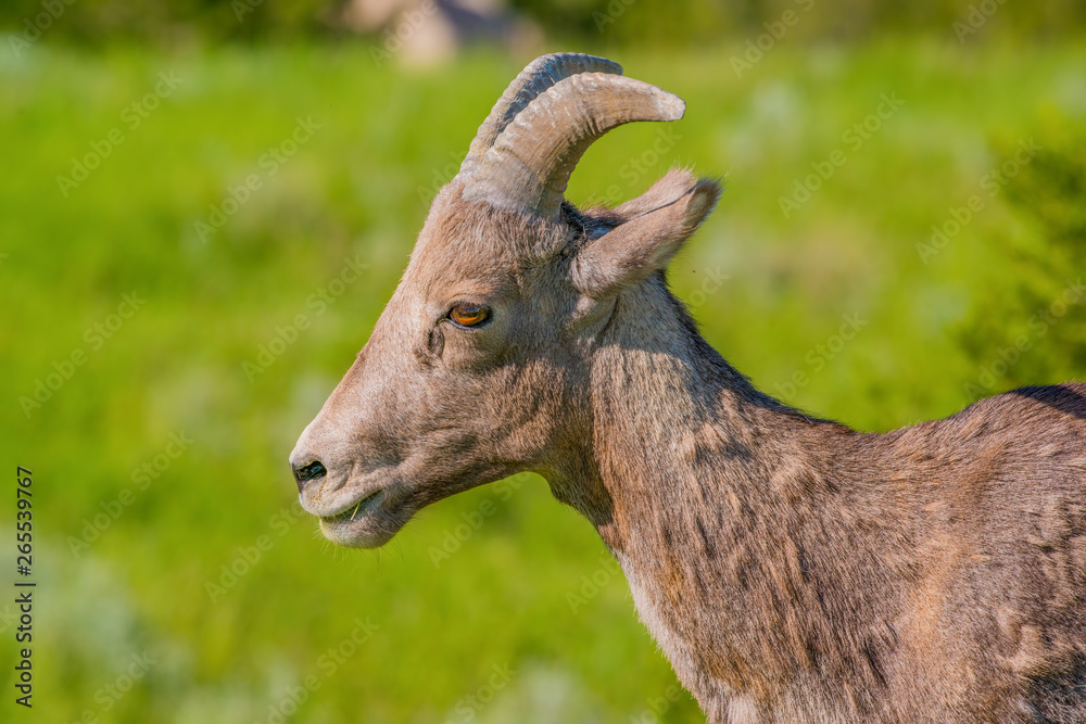 Closeup portrait of bighorn sheep in a hilly area of the Badlands National Park Closeup portrait of bighorn sheep in a hilly area of the Badlands National Park