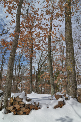 Deciduous tree forest in the winter near Governor Knowles State Forest in Northern Wisconsin - chopped wood in foreground