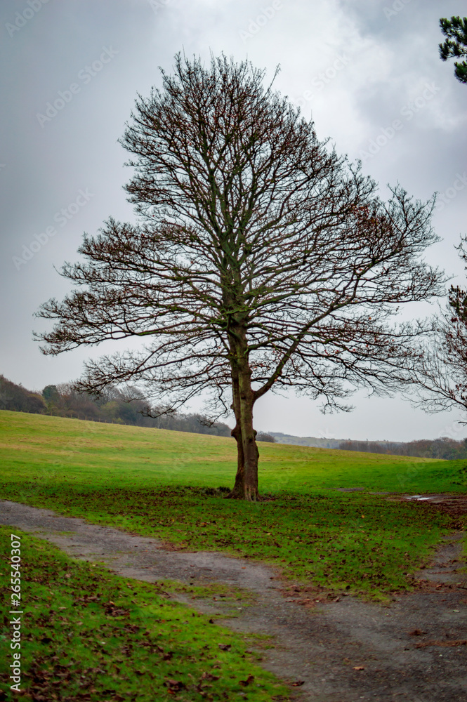 Fototapeta premium The tree with clouds behind and transparent leaves