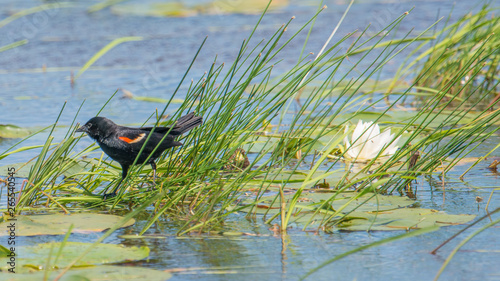 Red-winged blackbird hunting / feeding on the lily pads in a lake in the summer - Crex Meadows Wildlife Area in Northern Wisconsin