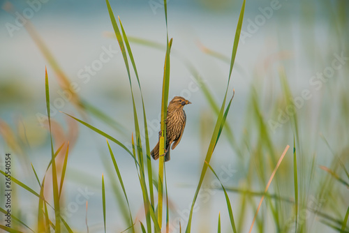 Female red-winged blackbird with hunted insect(s) hanging out of her mouth holding onto reeds in a sea of tall grasses on a windy day at the Crex Meadows Wildlife Area photo