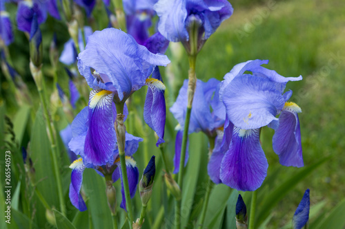 Blue irisses blooming in a garden photo