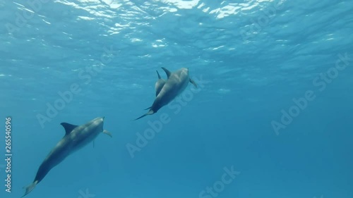 Wallpaper Mural Group of young dolphins slowly rise to surface of blue water. Spinner dolphins (Stenella longirostris) Underwater shot, closeup. Red Sea, Sataya Reef (Dolphin House) Marsa Alam, Egypt, Africa Torontodigital.ca
