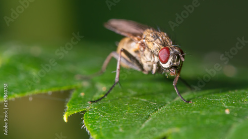 Fly on a leaf - great detail of face and compound eyes photo