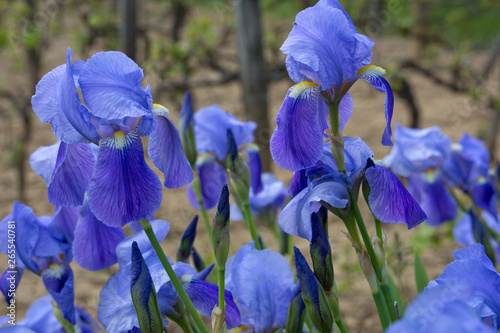 Blue irisses blooming in a garden with a vineyard in the background photo