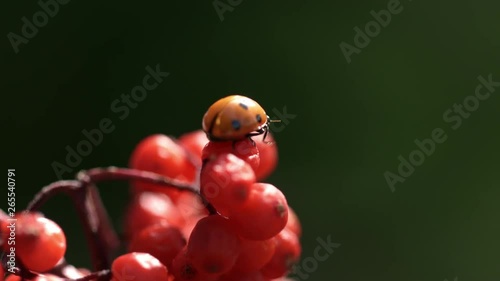 European seven spot ladybird crawling on ripe fruits of ashberry. Macro ladybug photo