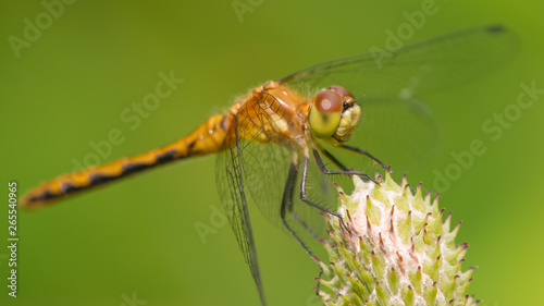 Species of meadowhawk dragonfly - extreme closeup of face and eyes -  taken at Theodore Wirth Park in Minneapolis