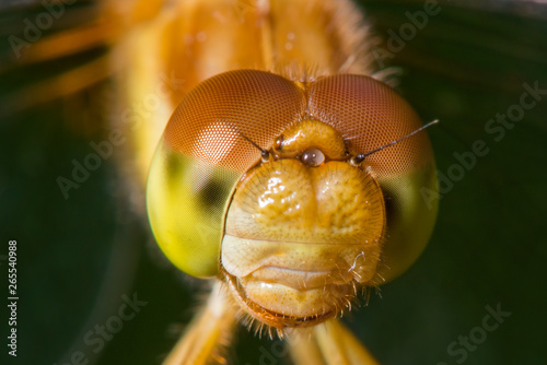 Species of meadowhawk dragonfly - extreme closeup of face and eyes -  taken at the Wood Lake Nature Center in Minnesota © natmacstock