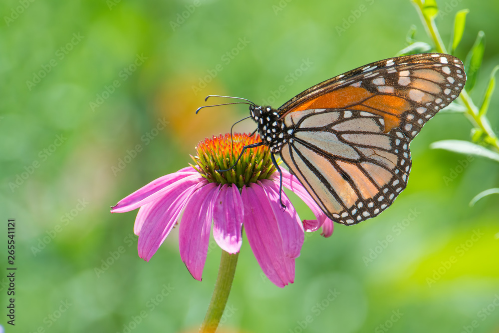 Monarch butterfly on purple wildflower in the Minnesota Valley National Wildlife Refuge Monarch butterfly on purple wildflower in the Minnesota Valley National Wildlife Refuge