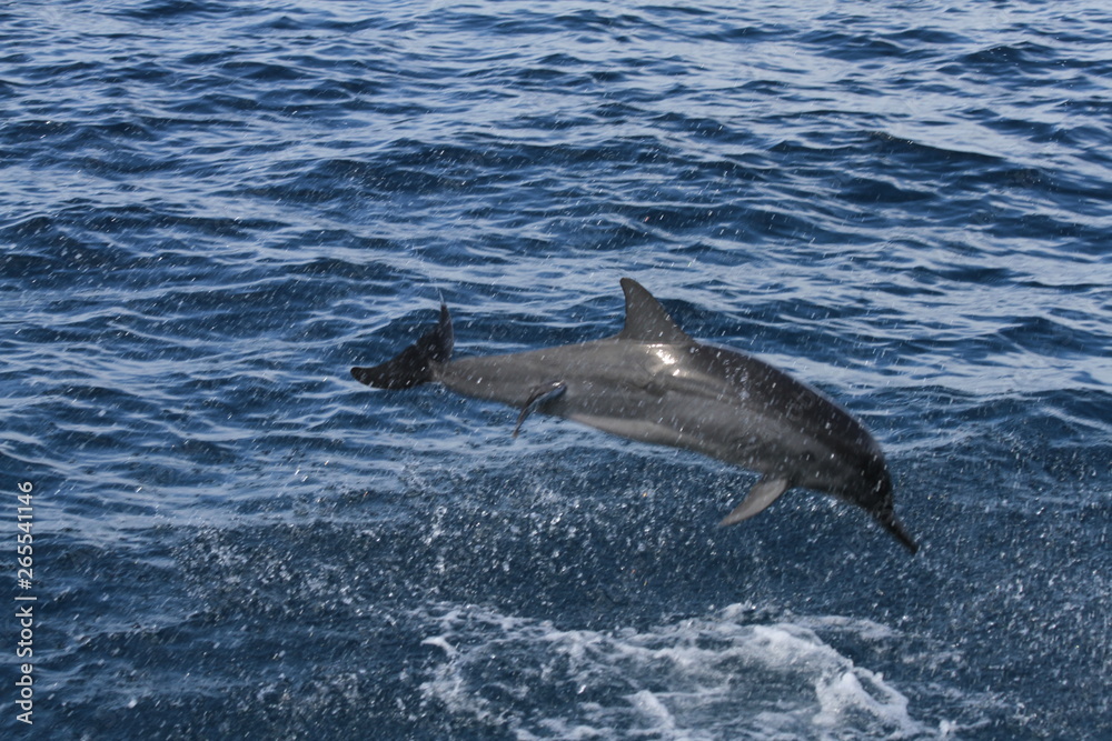 Naklejka premium dolphin in water