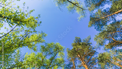 the sky above the trees in the forest 