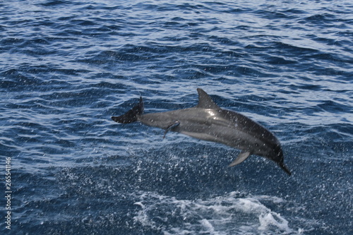 dolphin in water