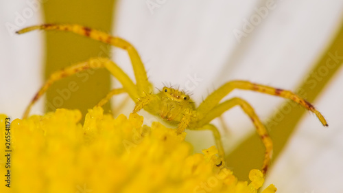 Extreme closeup of a yellow crab spider (likely northern crab spider) on a yellow and white flower