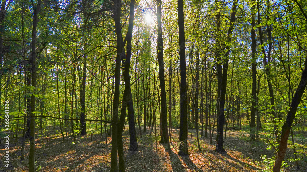 Scenic forest of fresh green deciduous trees framed by leaves, with the sun casting its warm rays through the foliage Scenic forest of fresh green deciduous trees framed by leaves, with the sun casting its warm rays through the foliage