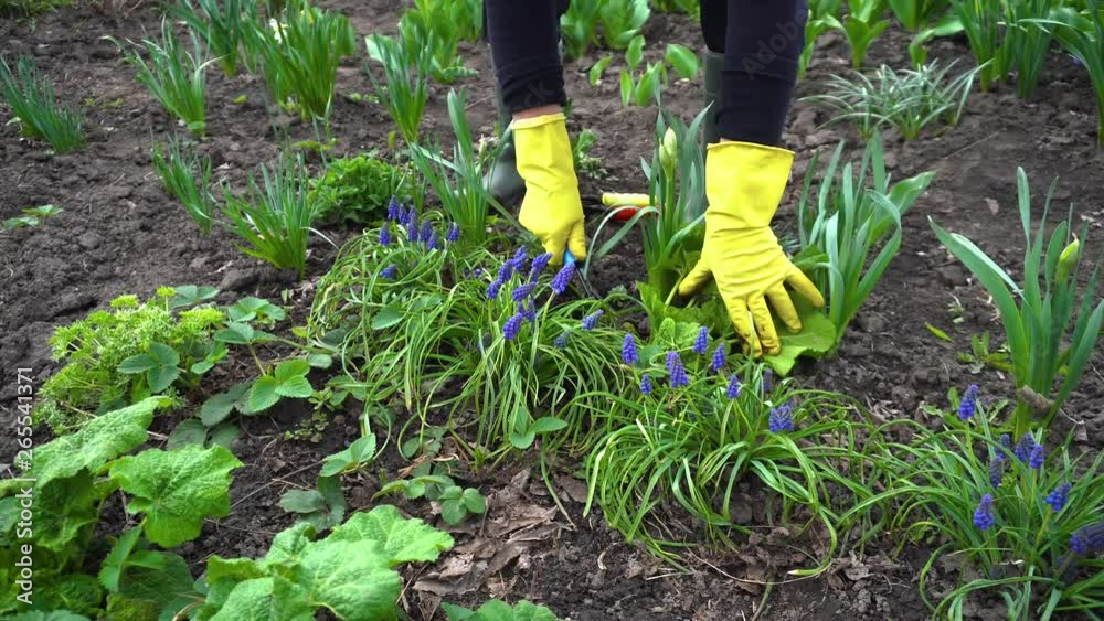 Farmer loosening soil with hand fork among spring flowers in garden. Agriculture and gardening concept Farmer loosening soil with hand fork among spring flowers in garden. Agriculture and gardening concept