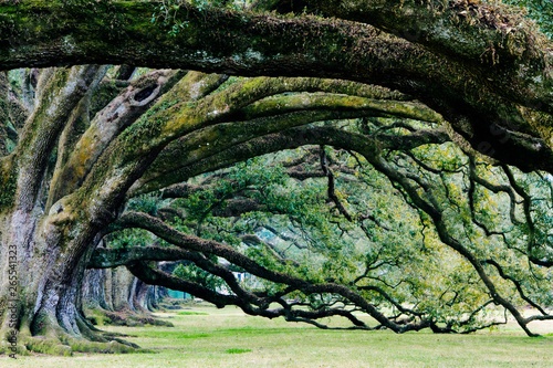 Old Growth Trees
