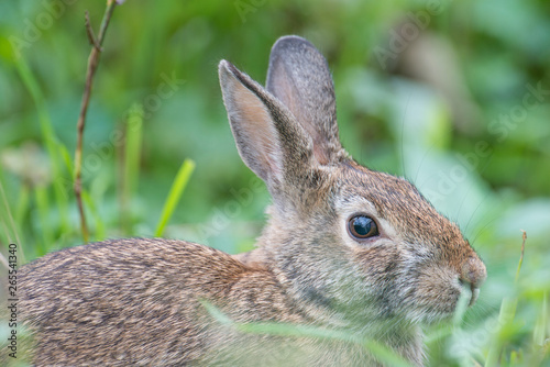 Eastern cottontail rabbit closeup - near the Minnesota River in the Minnesota Valley National Wildlife Refuge © natmacstock