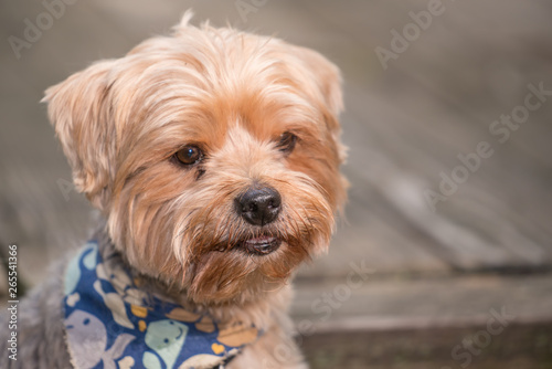 Yorkshire terrier portrait - Pure breed - large individual