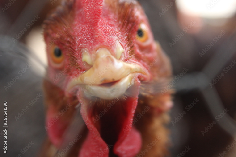 Gallo