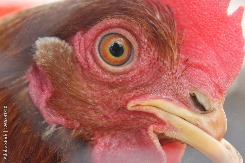 Gallo