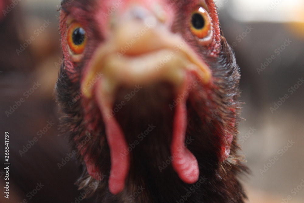 Gallo