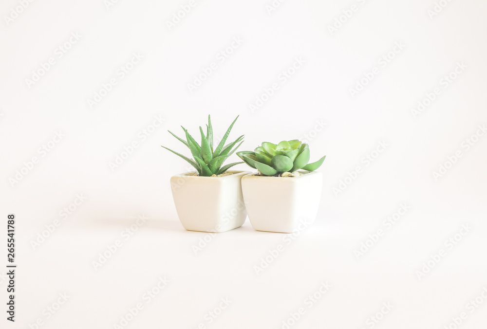 Plastic plant suculent in vase - isolated on white background 