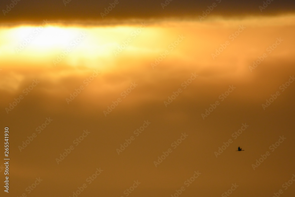 Sandhill cranes in flight backlit silhouette with golden yellow and orange sky at dusk / sunset during fall migrations at the Crex Meadows Wildlife Area in Northern Wisconsin Sandhill cranes in flight backlit silhouette with golden yellow and orange sky at dusk / sunset during fall migrations at the Crex Meadows Wildlife Area in Northern Wisconsin