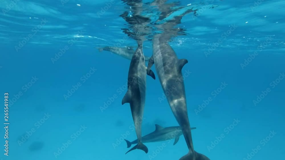 Three dolphins communicate with each other. Animals communication in