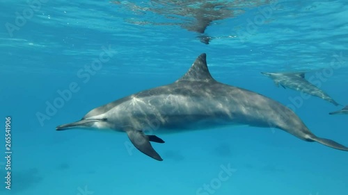 Wallpaper Mural Three dolphins communicate with each other. Animals communication in the wildlife. Spinner Dolphin (Stenella longirostris), Underwater shot. Red Sea, Sataya Reef (Dolphin House) Marsa Alam, Egypt  Torontodigital.ca