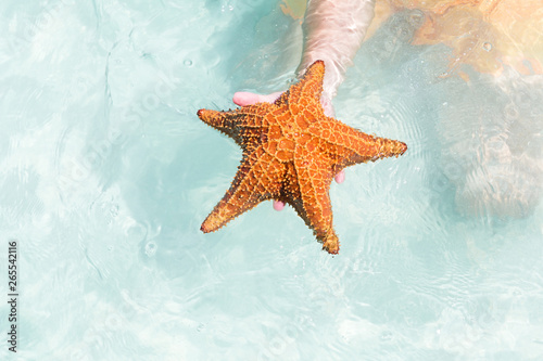 Red starfish in Caribbean sea
