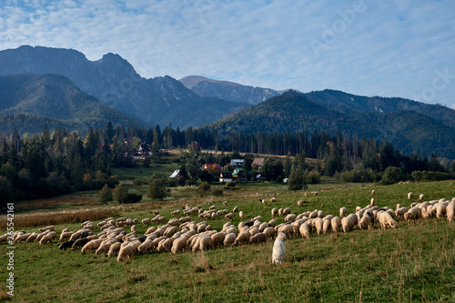 Sheeps on a green hill  mountains as a background