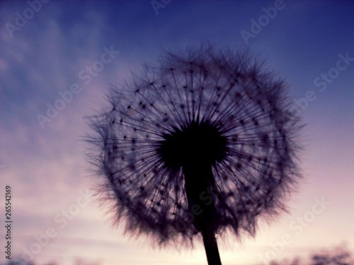 dandelion on black background of blue sky