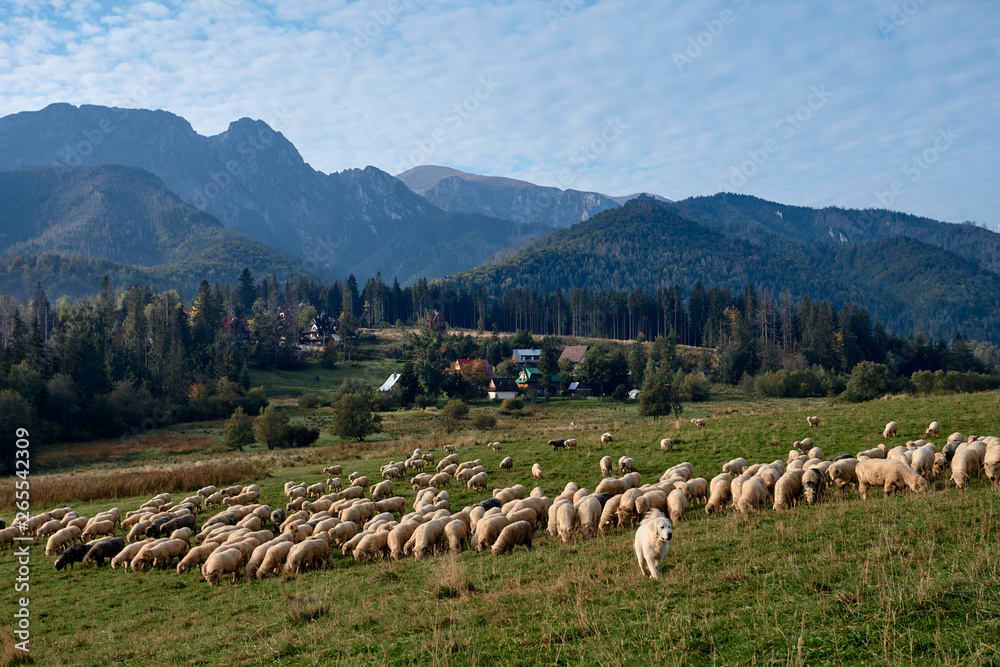 Obraz premium Sheeps on a green hill, mountains as a background