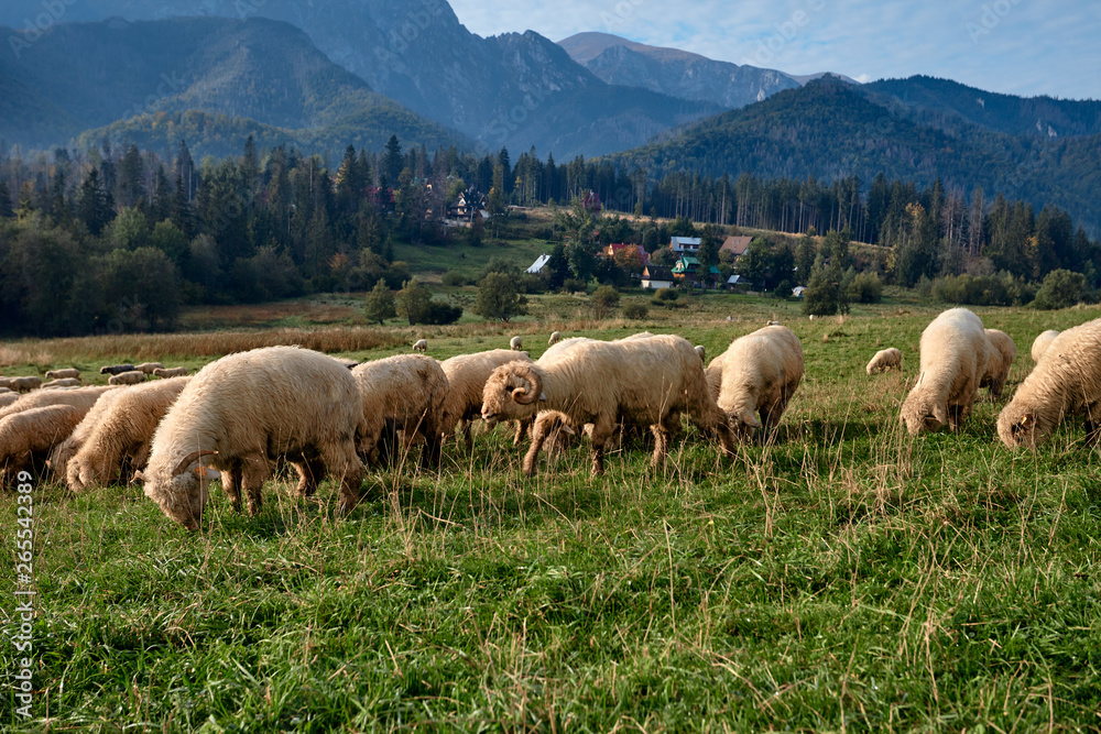 Sheeps on a green hill, mountains as a background