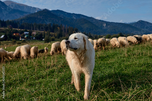 Dog and sheeps on a green hill, mountains as a background