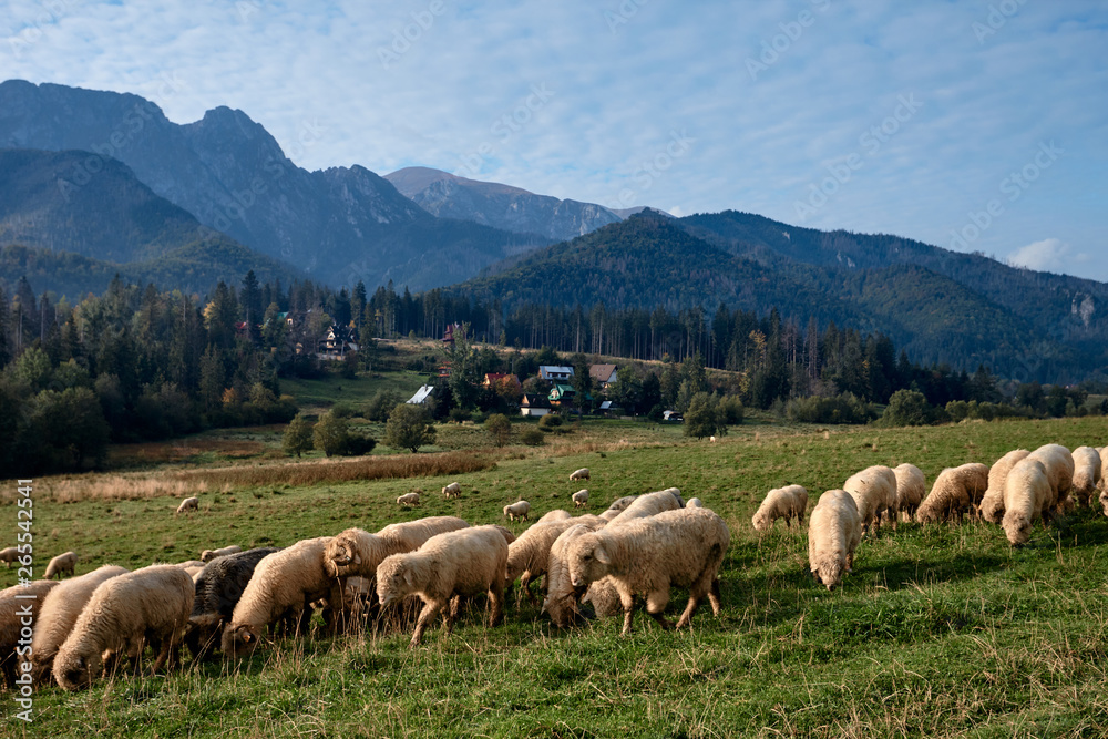 Sheeps on a green hill, mountains as a background Sheeps on a green hill, mountains as a background
