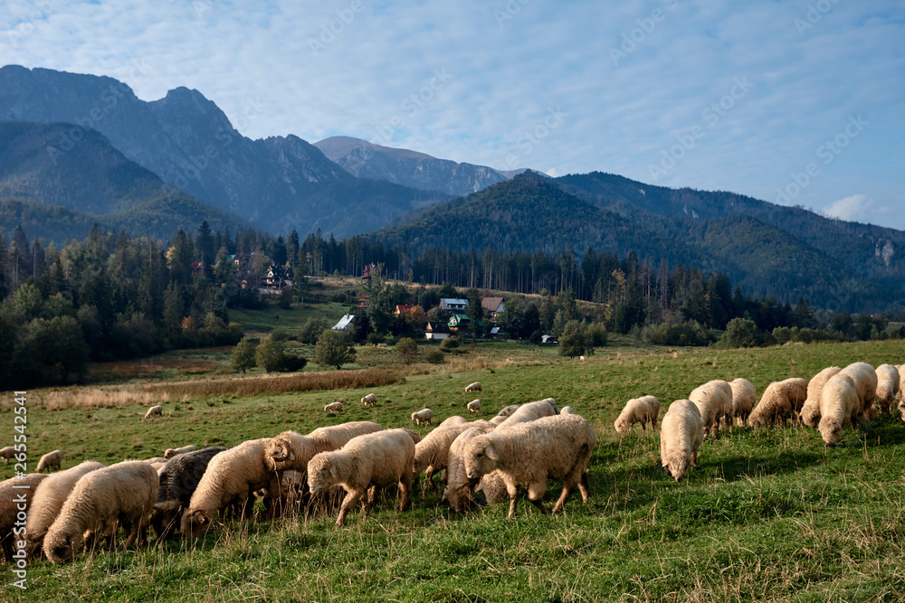 Sheeps on a green hill, mountains as a background