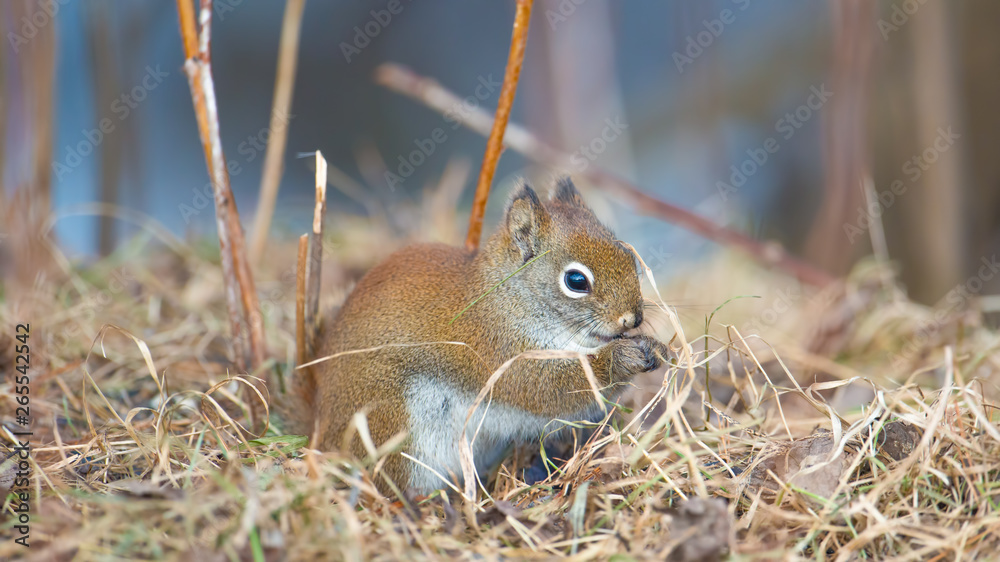 Fototapeta premium Closeup red squirrel portrait on ground in twigs and grasses in the Sax-Zim Bog in the winter