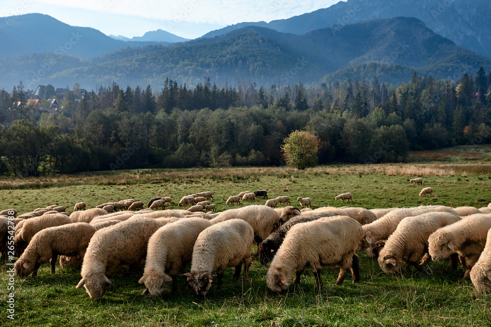 Obraz premium Sheeps on a green hill, mountains as a background