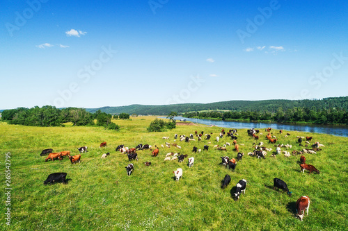 Aerial view of the herd of cows and sheep at green meadow near with river. Drone photo of plein air of river and green field with herd of cows and sheeps. Ural, Bashkiria, Russia.
