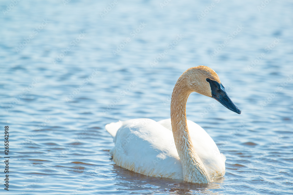 Obraz premium Trumpeter swan individual swimming - taken during the early Spring migrations at the Crex Meadows Wildlife Area in Northern Wisconsin