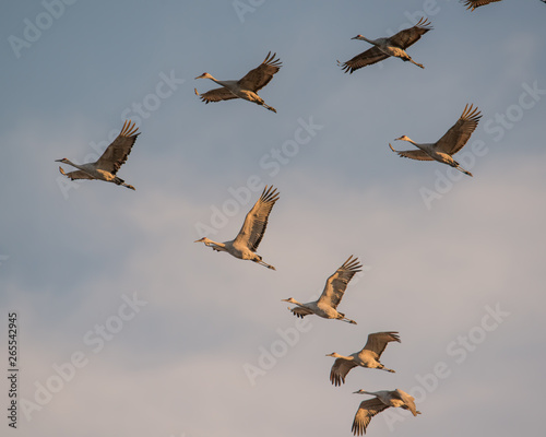 Group of sandhill cranes in flight at the 'golden hour' dusk / sunset before landing to roost for the night during fall migrations at the Crex Meadows Wildlife Area in Northern Wisconsin