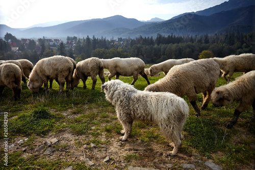 Dog and sheeps on a green hill, mountains as a background