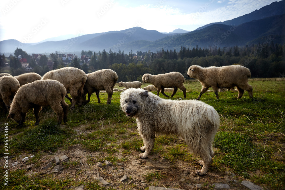 Dog and sheeps on a green hill, mountains as a background Dog and sheeps on a green hill, mountains as a background