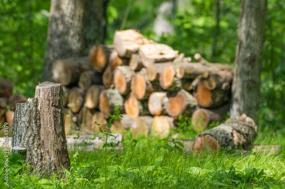 Wood pile in forest with tree stump in foreground - cut wood for fires and heat Wood pile in forest with tree stump in foreground - cut wood for fires and heat