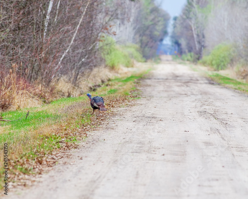 Turkey on rural straight dirt road in the early spring   late winter