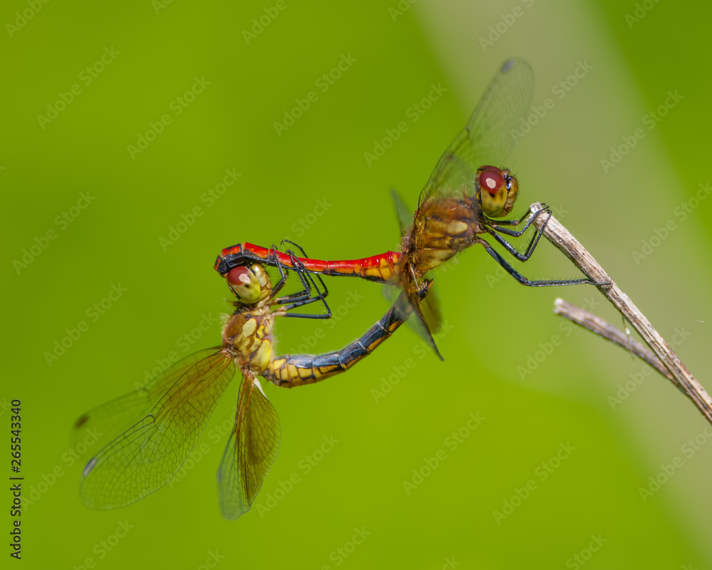 Pair of dragonflies perched and breeding on a twig taken near Minnehaha Falls in Minneapolis, Minnesota Pair of dragonflies perched and breeding on a twig taken near Minnehaha Falls in Minneapolis, Minnesota